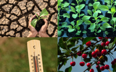 Biostimulatori u poljoprivredi – ključ uspješne i održive proizvodnje