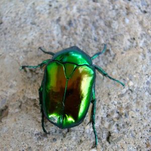 ZLATNA MARA - feromonski mamac