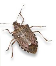 AZIJSKA INVAZIVNA STJENICA (smeđa mramorirana stjenica) - feromonski mamac + atraktant